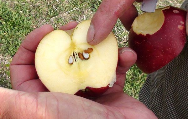 Growing Apple Seeds