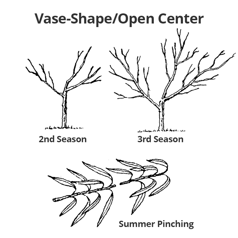 Successful Fruit Tree Pruning Stark Bro S