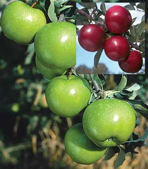View full size image Photo of 2-N-1 Classic Pie Apple Tree