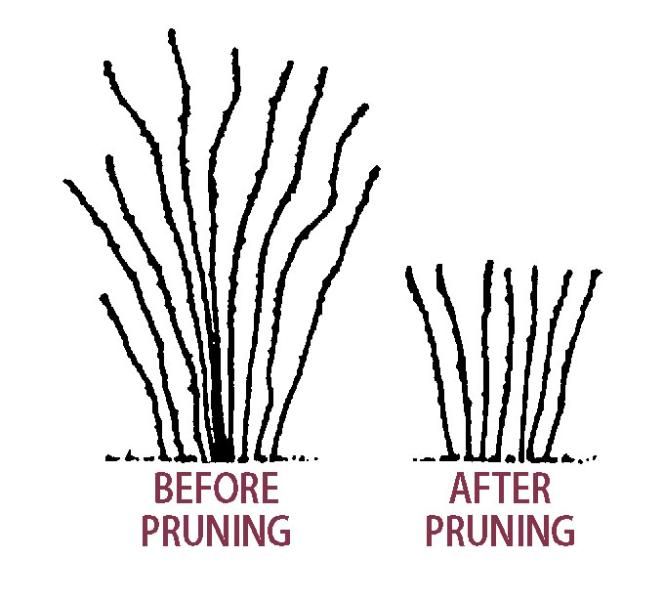 Pruning Raspberry Plants - Stark Bro's