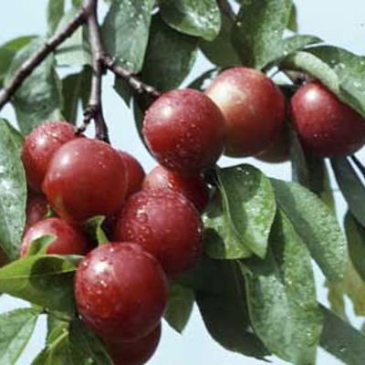 View full size image Photo of Bubblegum Plum® Tree