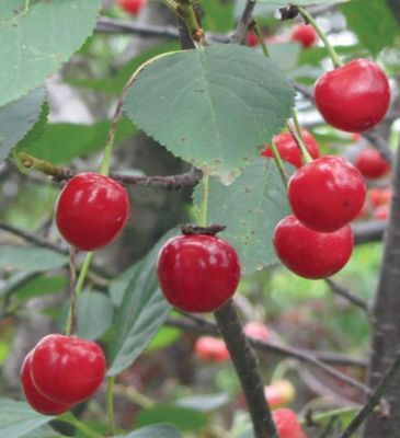 View full size image Photo of Stark® Surecrop™ Sour Cherry Tree