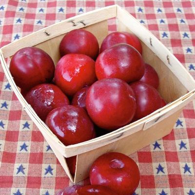 View full size image Photo of Bubblegum Plum® Tree