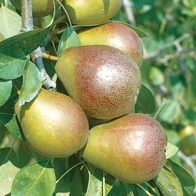 View full size image Photo of Seckel Pear Tree