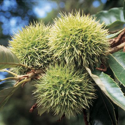 View full size image Photo of Chinese Chestnut Tree