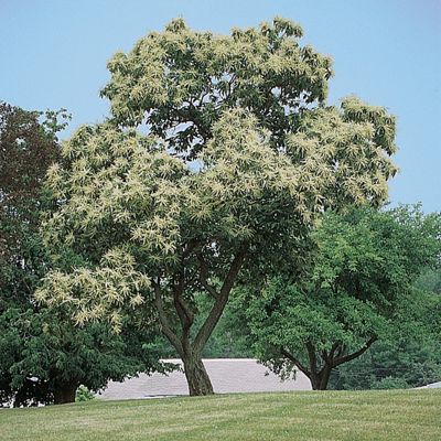 View full size image Photo of Chinese Chestnut Tree