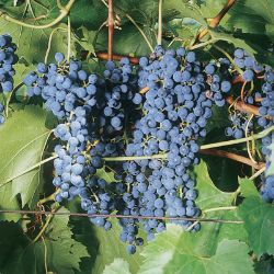 Photo of Frontenac Grape Vine