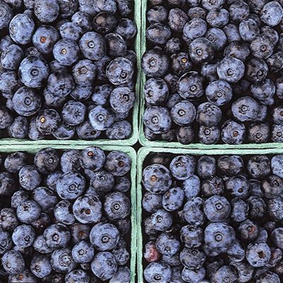 View full size image Photo of All-Season Blueberry Collection