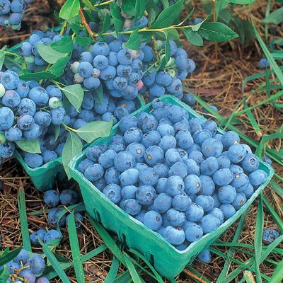 View full size image Photo of Six Plant Blueberry Collection