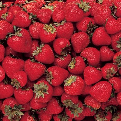View full size image Photo of All Summer Long Strawberry Plant Collection