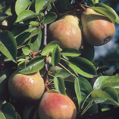 View full size image Photo of Max-Red Bartlett Pear Tree