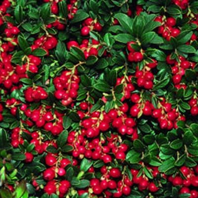 View full size image Photo of Lingonberry Plant