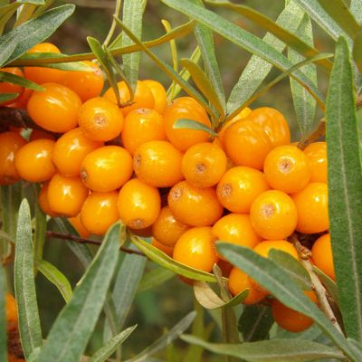 View full size image Photo of Leikora Seaberry Plant