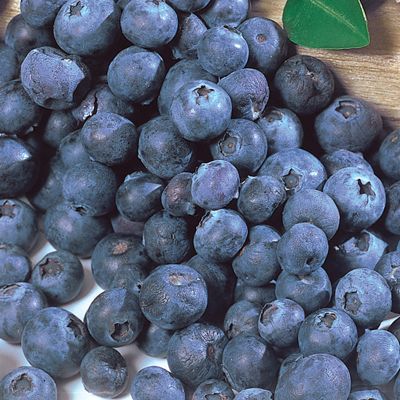 View full size image Photo of Baker's Blueberry Plant Collection