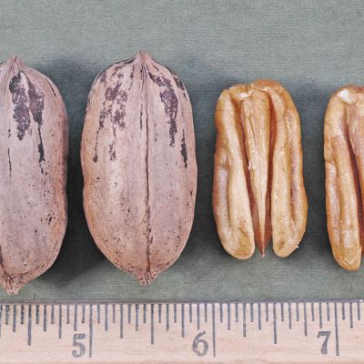 View full size image Photo of Maramec Pecan Tree