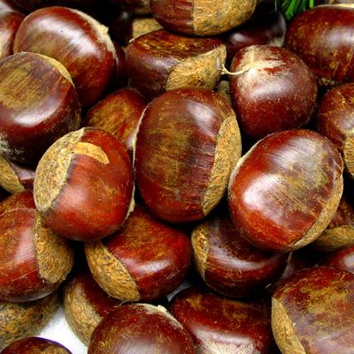 View full size image Photo of Colossal Chestnut Tree