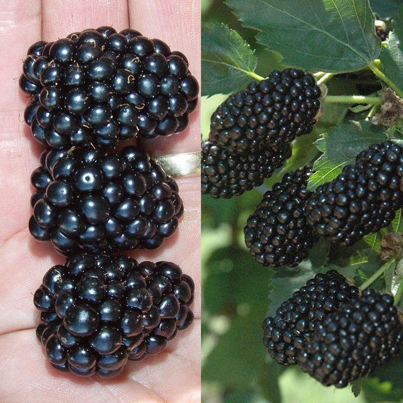 Prime-Ark® Blackberry Plant Collection - Stark Bro's