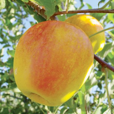 View full size image Photo of CandyCrisp® Apple Tree
