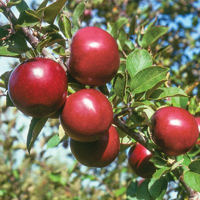 View full size image Photo of Starkspur® Arkansas Black Apple Tree