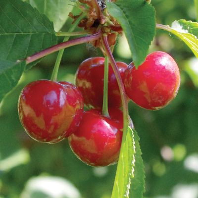 View full size image Photo of Stark® Surecrop™ Sour Cherry Tree