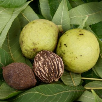 Black walnuts growing