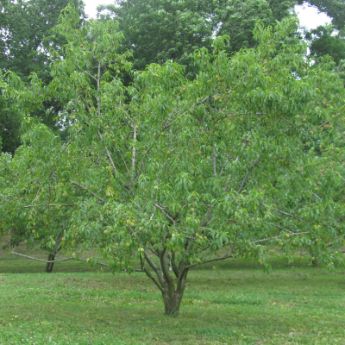 A standard sized fruit tree