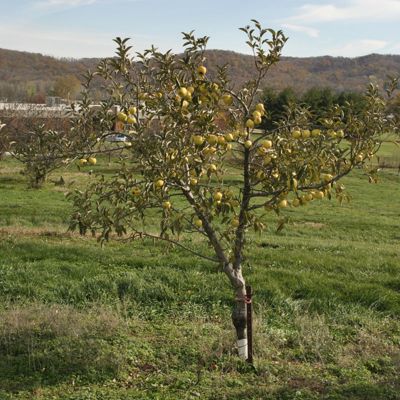 View full size image Photo of CandyCrisp® Apple Tree