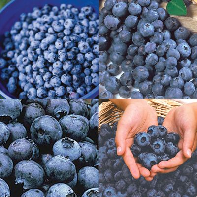 View full size image Photo of Baker's Blueberry Plant Collection
