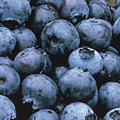 View full size image Photo of Baker's Blueberry Plant Collection