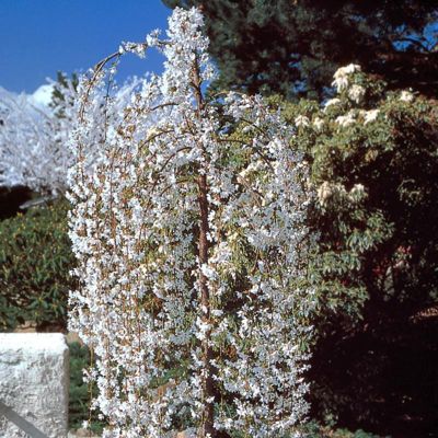 View full size image Photo of Snow Fountains® Weeping Cherry Tree