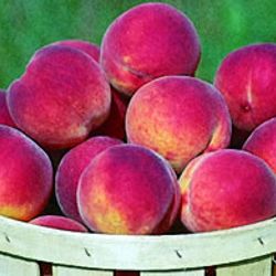 Intrepid Peach Tree For Sale