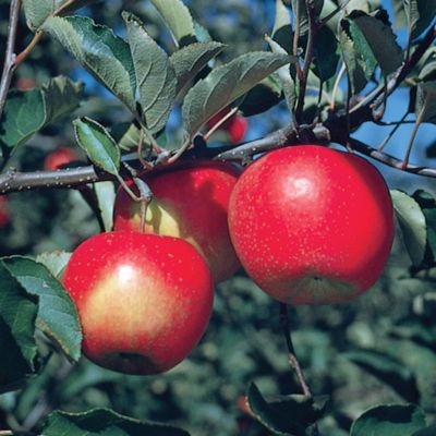 View full size image Photo of Jonagold Apple Tree