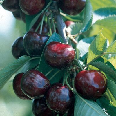 View full size image Photo of Royalton™ Sweet Cherry Tree