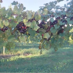 Photo of Nesbitt Muscadine Grape Vine