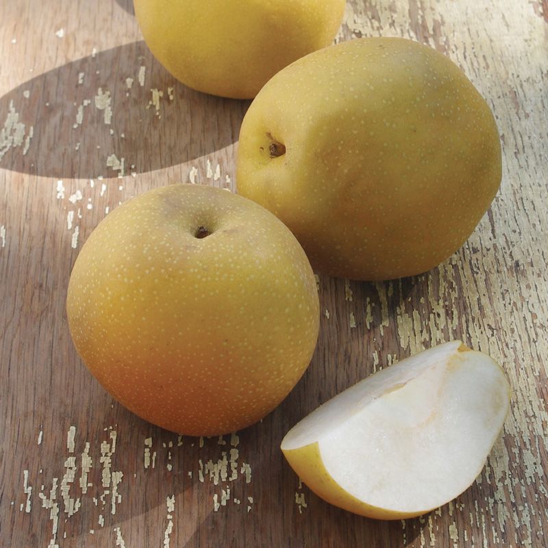 Features Of Asian Pear 55