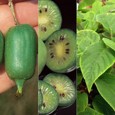 View full size image Photo of Bountiful Berries Kiwi Vine Collection