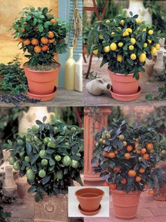 View full size image Photo of Citrus Assortment