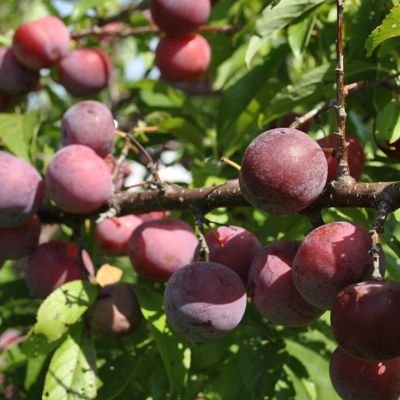 View full size image Photo of Bubblegum Plum® Tree
