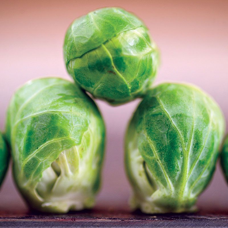 Long Island Improved Brussel Sprouts Seeds Stark Bro S