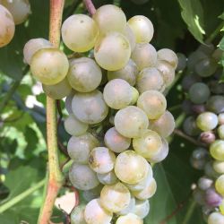 Photo of Itasca Grape Vine