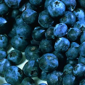Photo of Ozarkblue Blueberry Plant