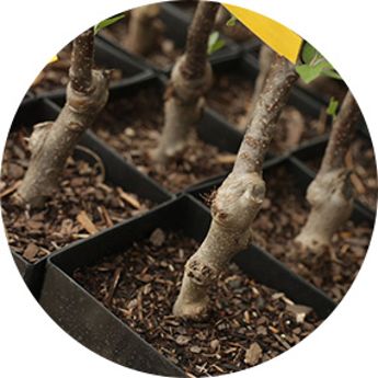 EZ Start® Potted Trees