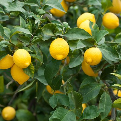 View full size image Meyer lemon tree