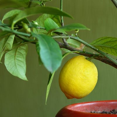 View full size image Meyer lemon growing