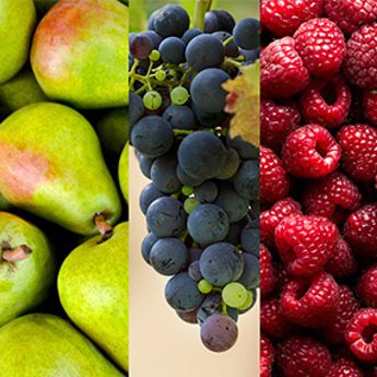 Photo collage of pears, grapes and raspberries.