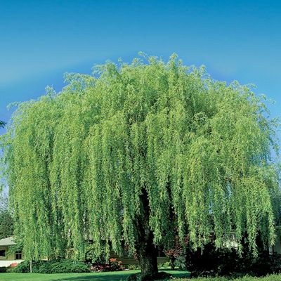 View full size image Wisconsin Weeping Willow