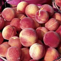 Photo of harvested Contender peaches.