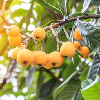 Loquat Fruit on Trees
