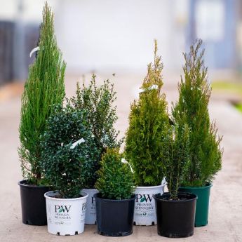 Collection of evergreen trees in pots.