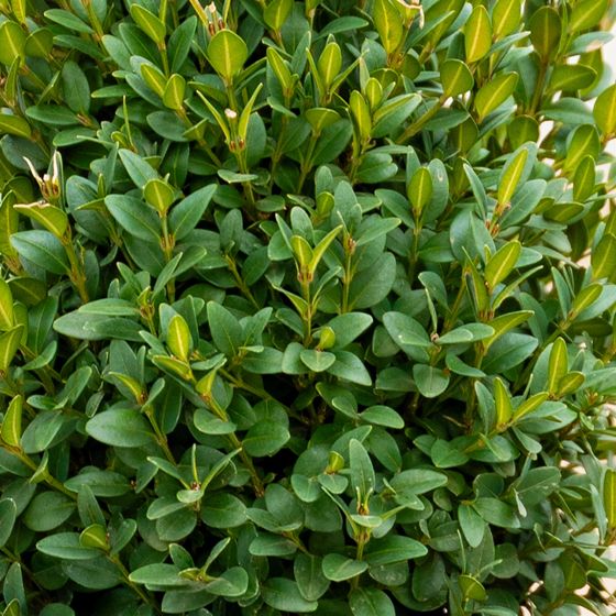 Close up of boxwood leaves.